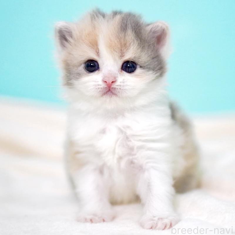 販売中の東京都のサイベリアン-139092の12枚目