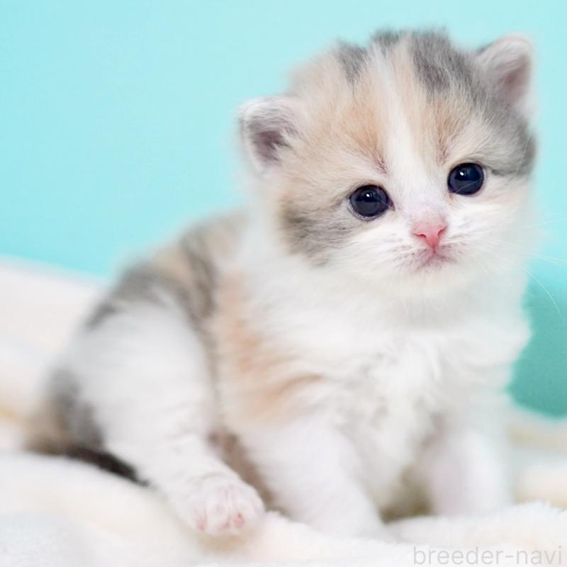 販売中の東京都のサイベリアン-139092の11枚目