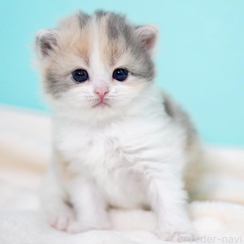 販売中の東京都のサイベリアン-139092の10枚目