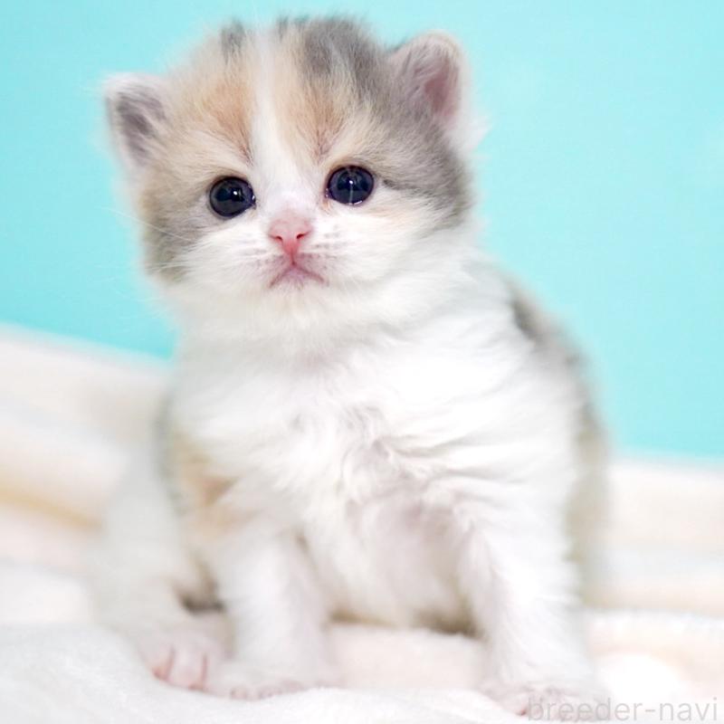 販売中の東京都のサイベリアン-139092の9枚目