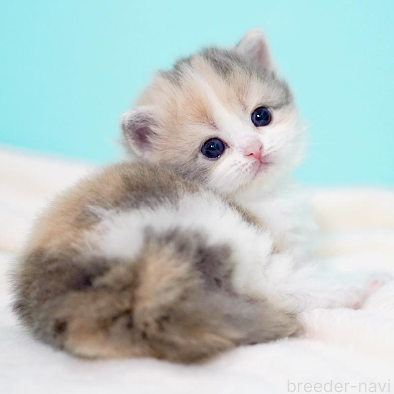 販売中の東京都のサイベリアン-139092の8枚目