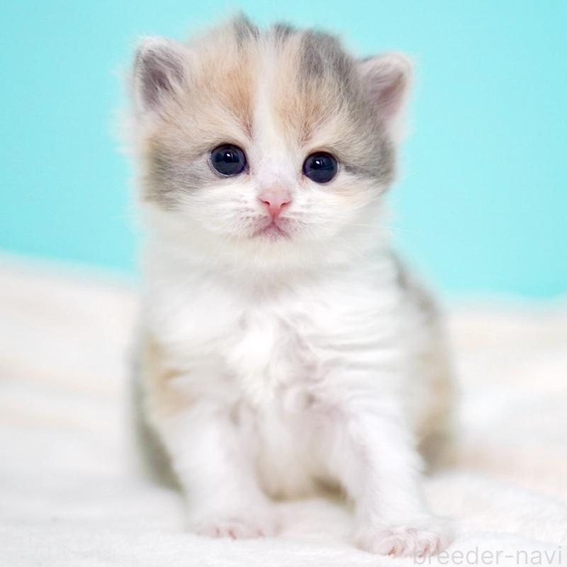 販売中の東京都のサイベリアン-139092の7枚目