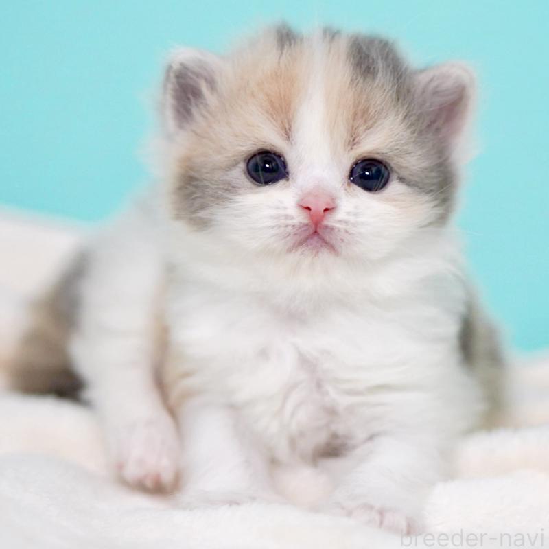 販売中の東京都のサイベリアン-139092の6枚目