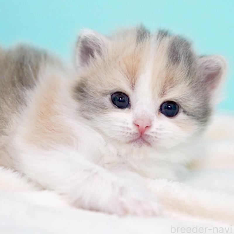 販売中の東京都のサイベリアン-139092の5枚目