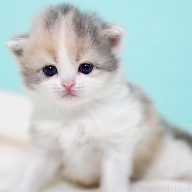 販売中の東京都のサイベリアン-139092の4枚目