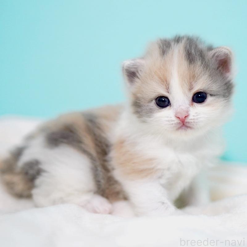 販売中の東京都のサイベリアン-139092の3枚目