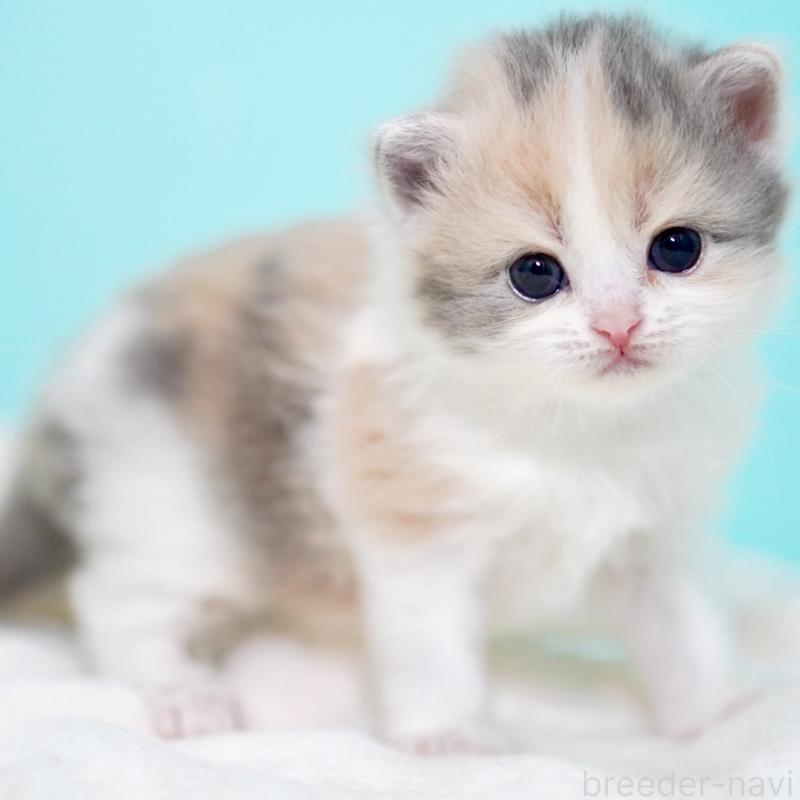 販売中の東京都のサイベリアン-139092の2枚目