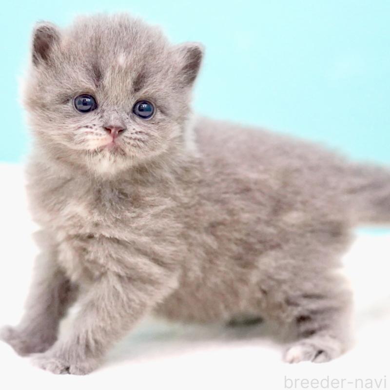 販売中の東京都のサイベリアン-139093