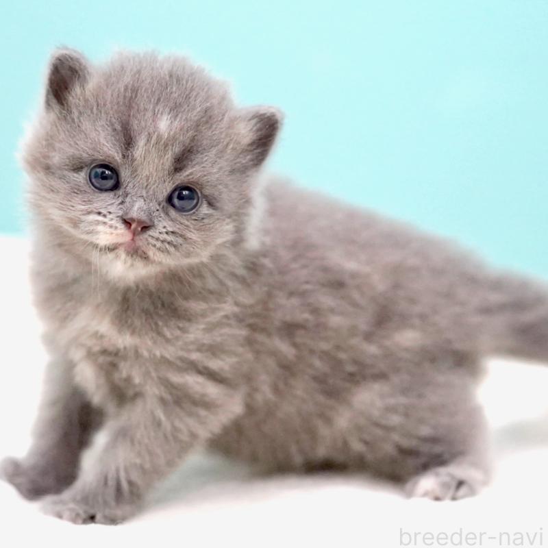 販売中の東京都のサイベリアン-139093の15枚目