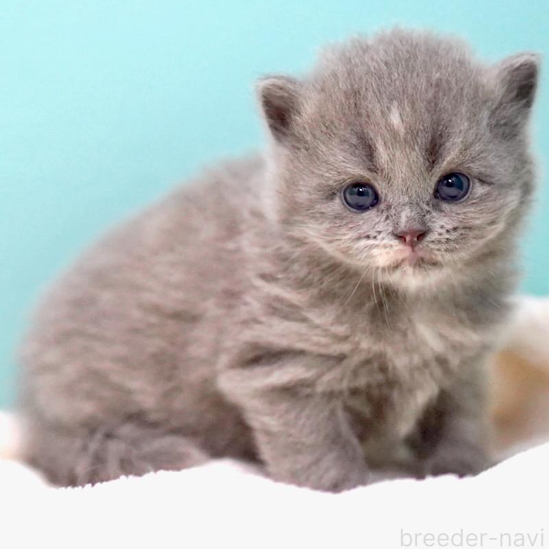 販売中の東京都のサイベリアン-139093の14枚目