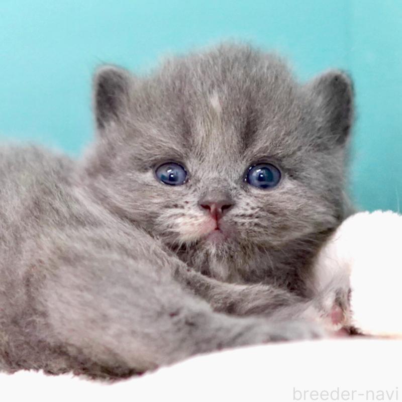 販売中の東京都のサイベリアン-139093の13枚目