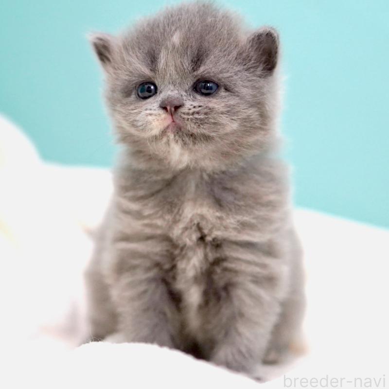 販売中の東京都のサイベリアン-139093の11枚目