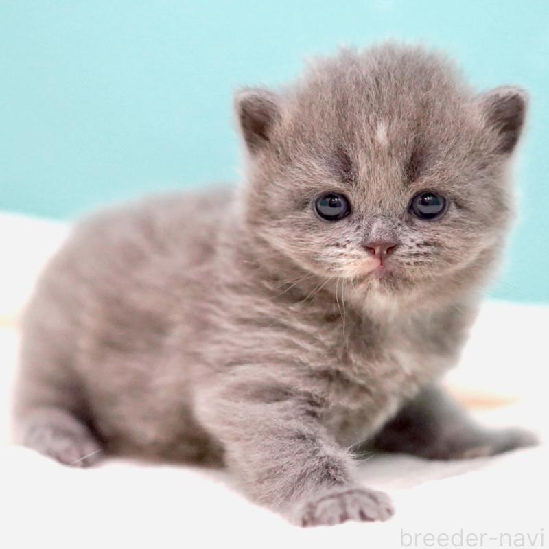 販売中の東京都のサイベリアン-139093の10枚目