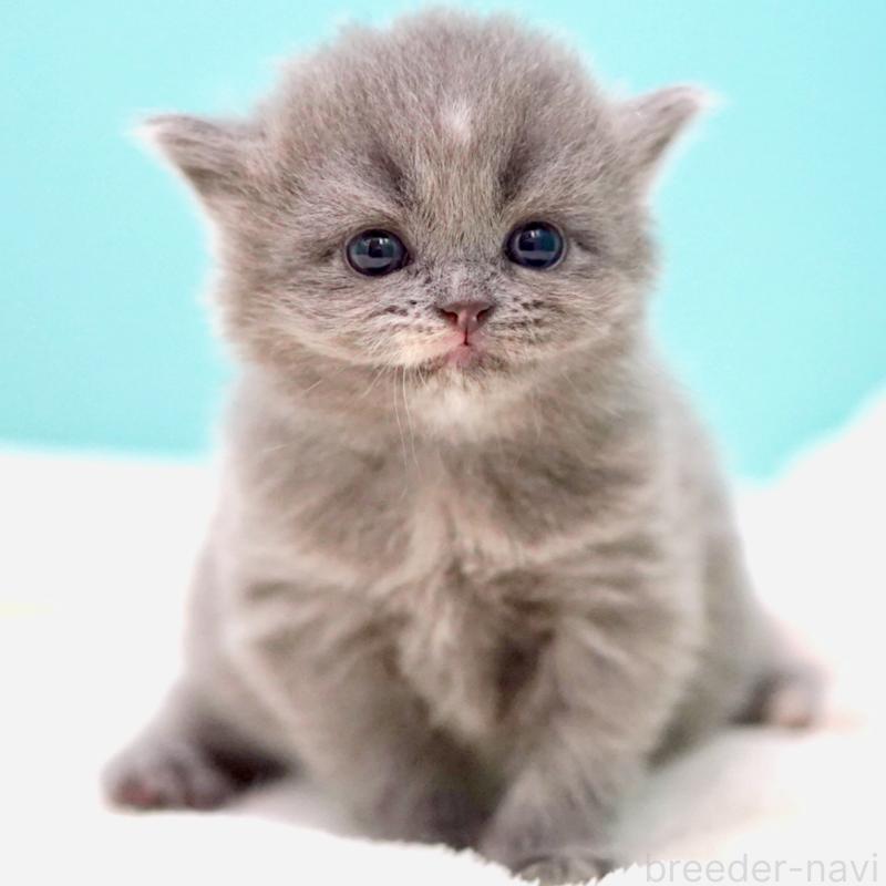 販売中の東京都のサイベリアン-139093の8枚目