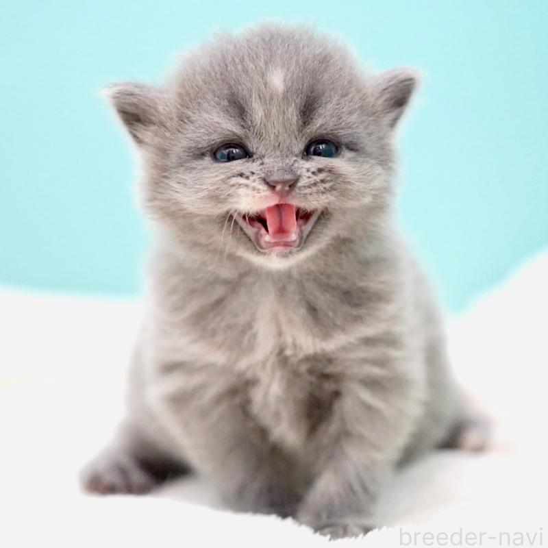 販売中の東京都のサイベリアン-139093の7枚目