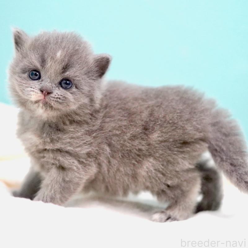 販売中の東京都のサイベリアン-139093の6枚目