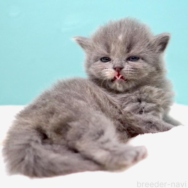 販売中の東京都のサイベリアン-139093の5枚目