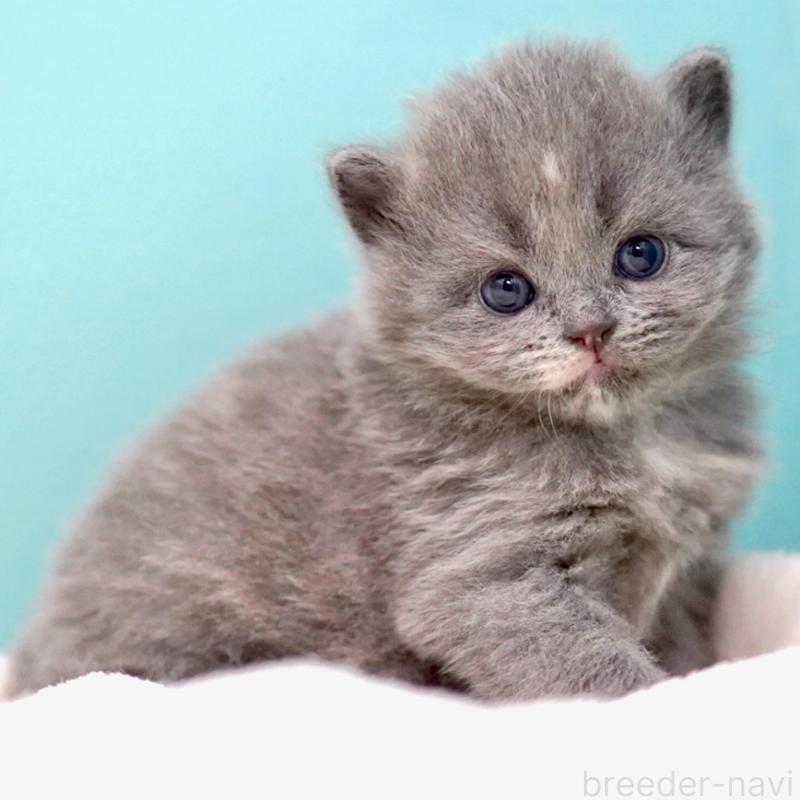 販売中の東京都のサイベリアン-139093の4枚目