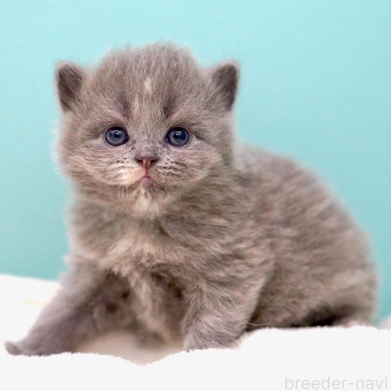 販売中の東京都のサイベリアン-139093の3枚目