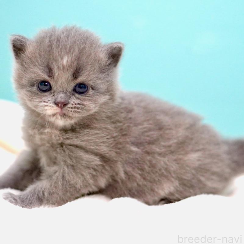 販売中の東京都のサイベリアン-139093の2枚目