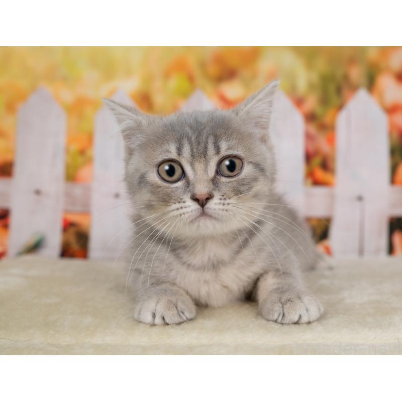 販売中の岐阜県のミックス-139094の5枚目