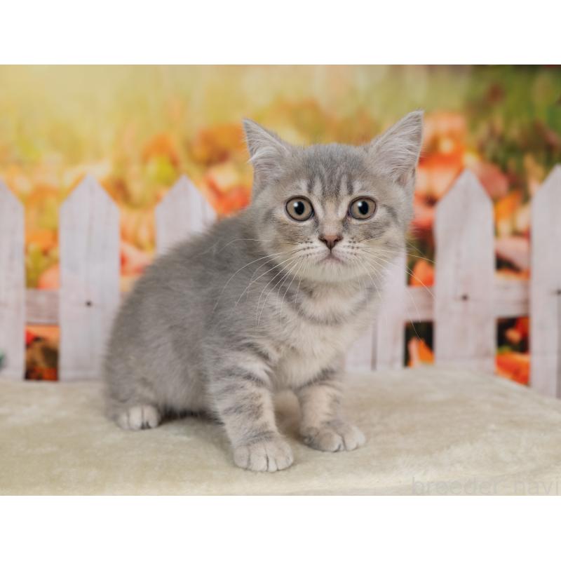 販売中の岐阜県のミックス-139094の4枚目