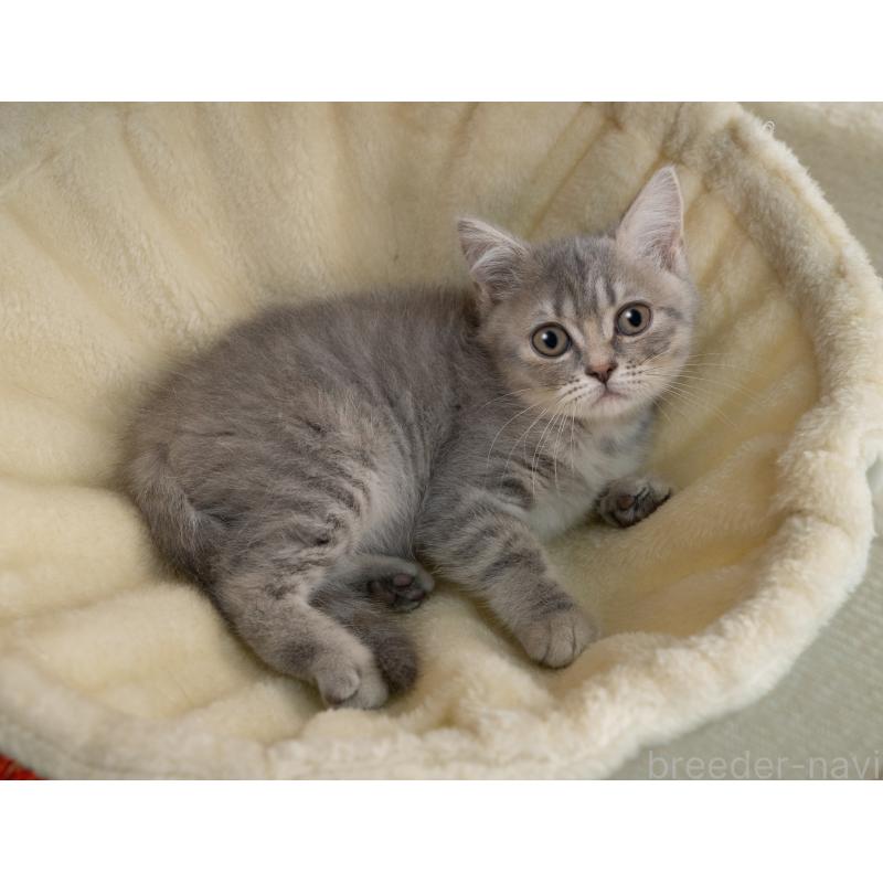 販売中の岐阜県のミックス-139094の3枚目