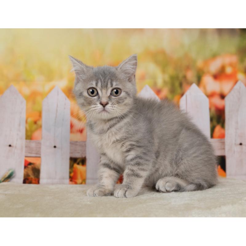 販売中の岐阜県のミックス-139094の2枚目