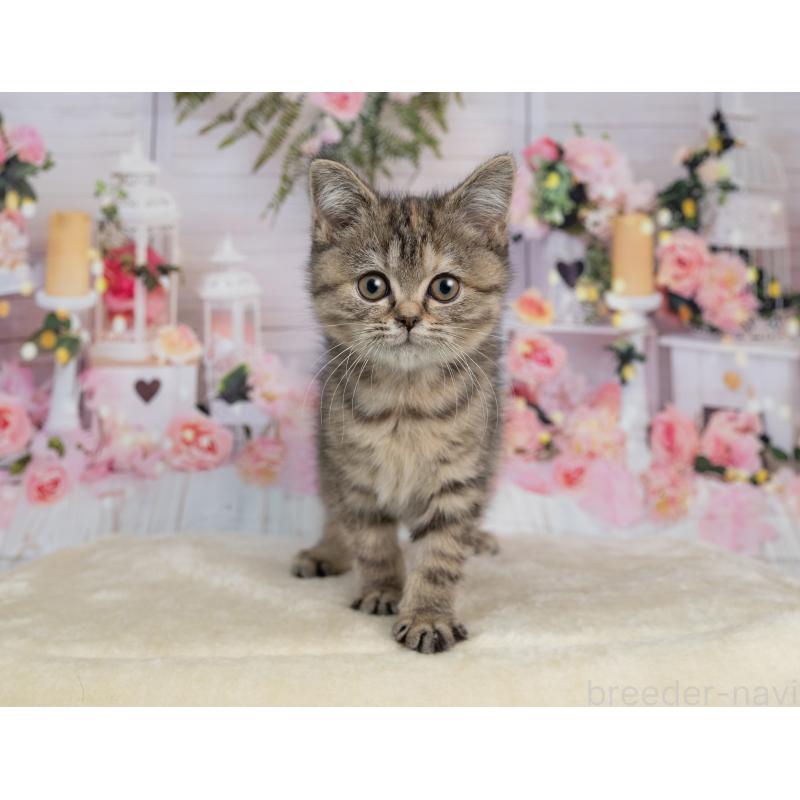 販売中の岐阜県のミックス-139095の4枚目