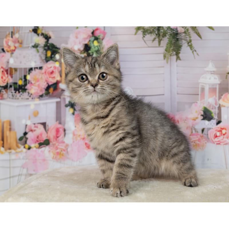 販売中の岐阜県のミックス-139095の3枚目