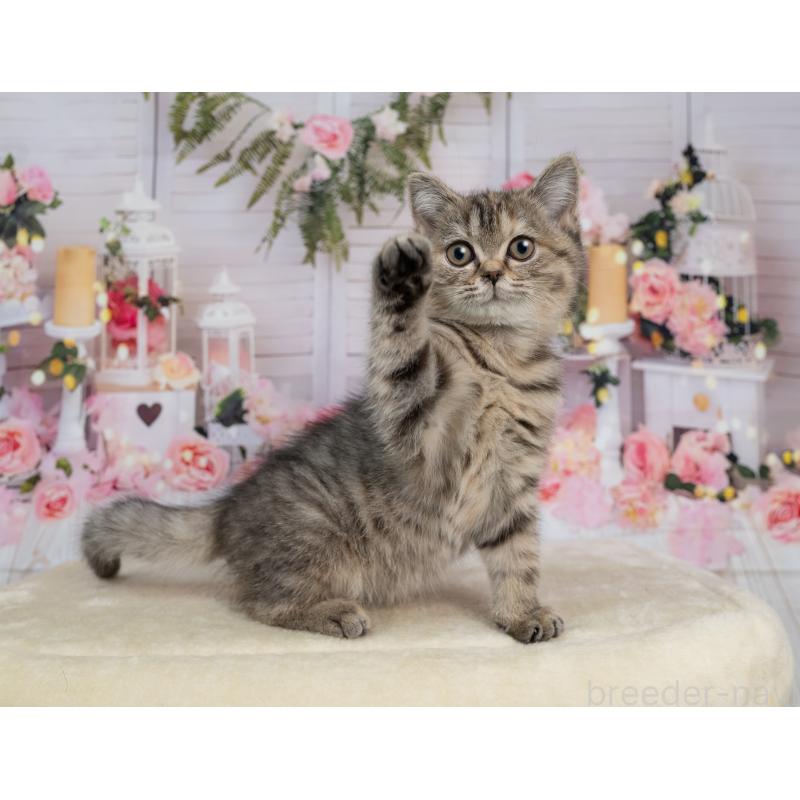 販売中の岐阜県のミックス-139095の2枚目