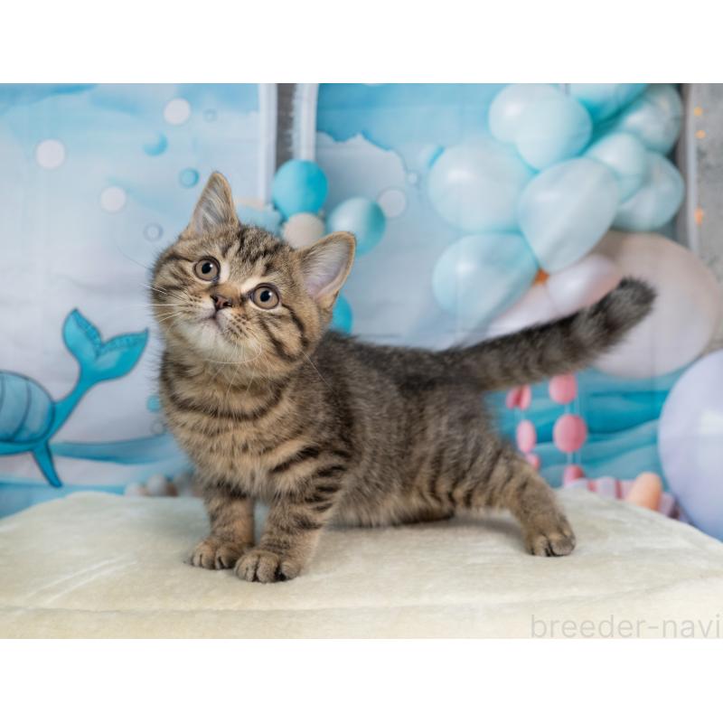 販売中の岐阜県のミックス-139096の6枚目