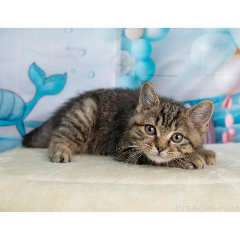 販売中の岐阜県のミックス-139096の5枚目