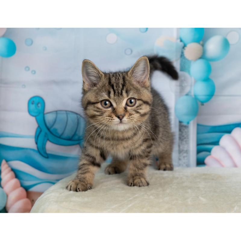 販売中の岐阜県のミックス-139096の4枚目