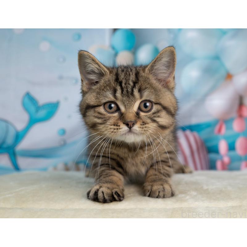 販売中の岐阜県のミックス-139096の3枚目