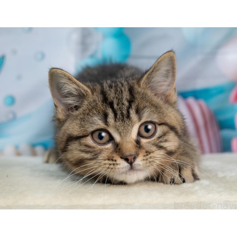 販売中の岐阜県のミックス-139096の2枚目