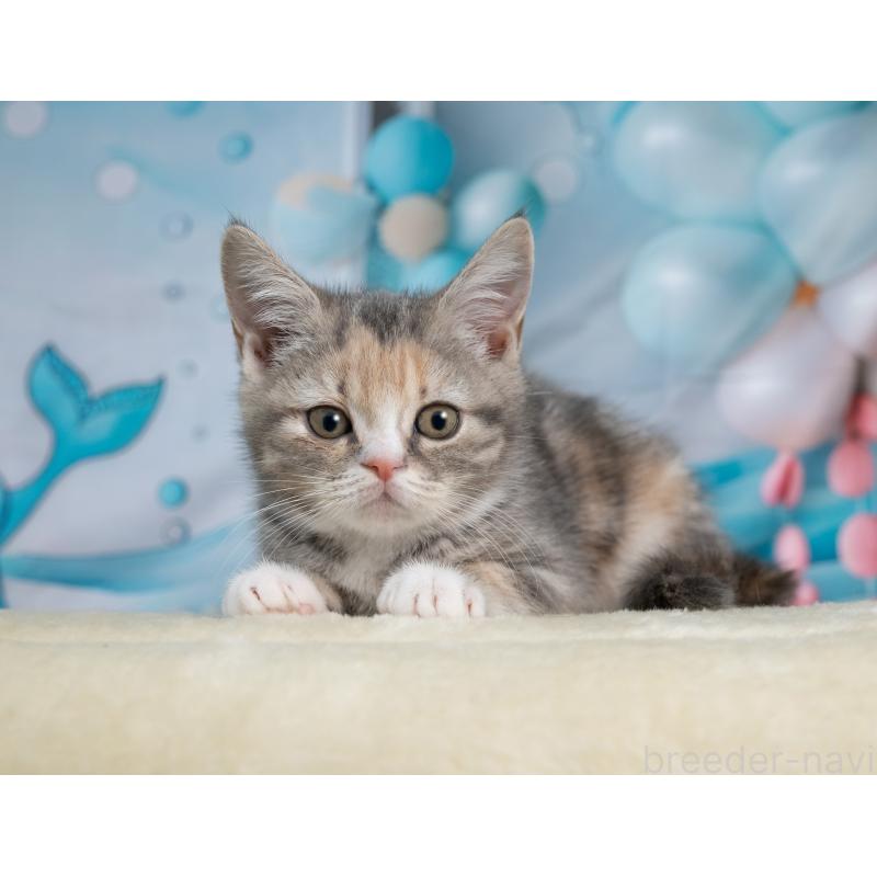 販売中の岐阜県のマンチカン-139097の4枚目