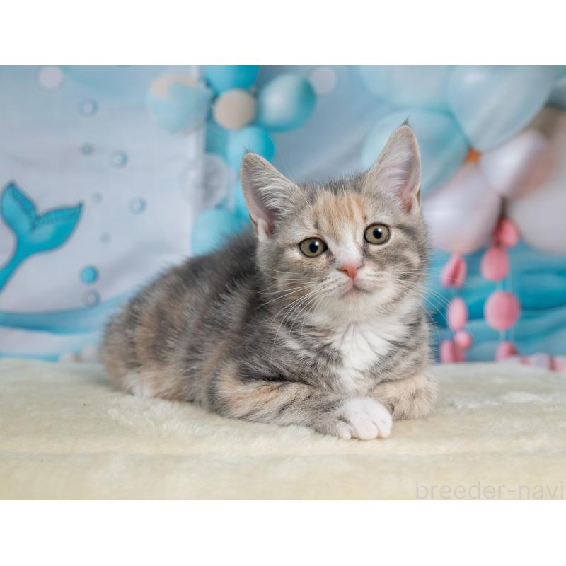 販売中の岐阜県のマンチカン-139097の3枚目