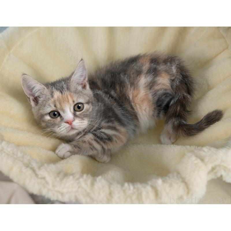 販売中の岐阜県のマンチカン-139097の2枚目