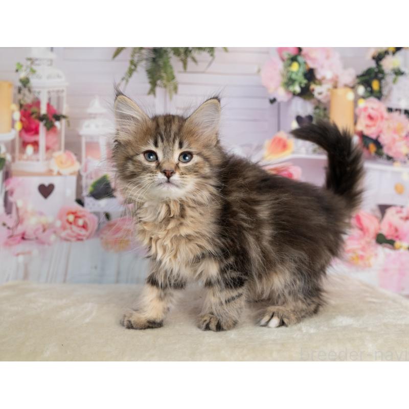 販売中の岐阜県のノルウェージャンフォレストキャット-139098の5枚目