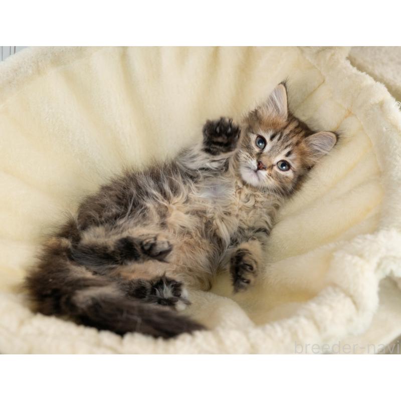 販売中の岐阜県のノルウェージャンフォレストキャット-139098の4枚目