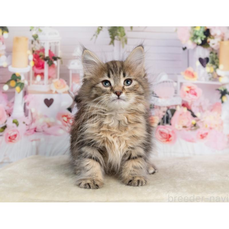 販売中の岐阜県のノルウェージャンフォレストキャット-139098の3枚目