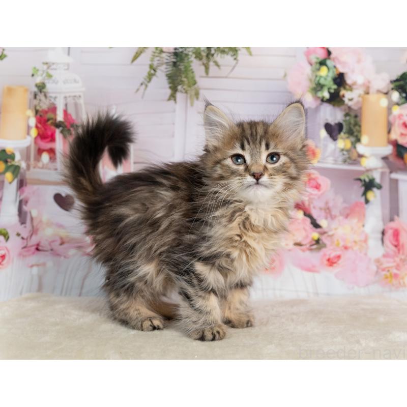 販売中の岐阜県のノルウェージャンフォレストキャット-139098の2枚目