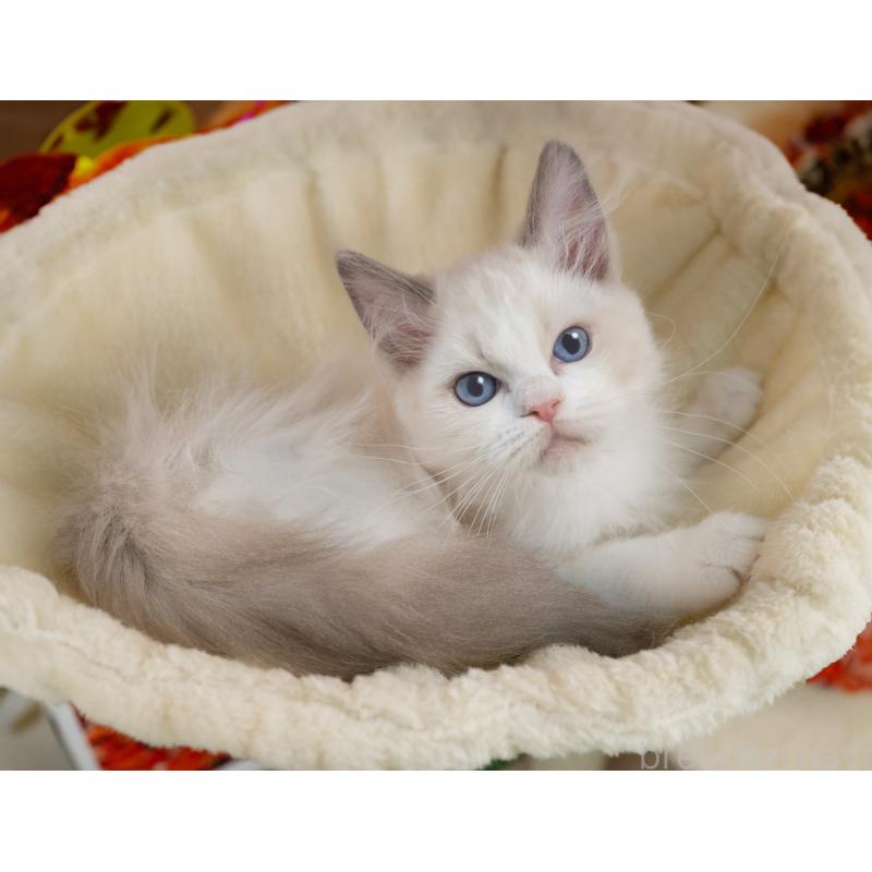 販売中の岐阜県のラグドール-139099の5枚目