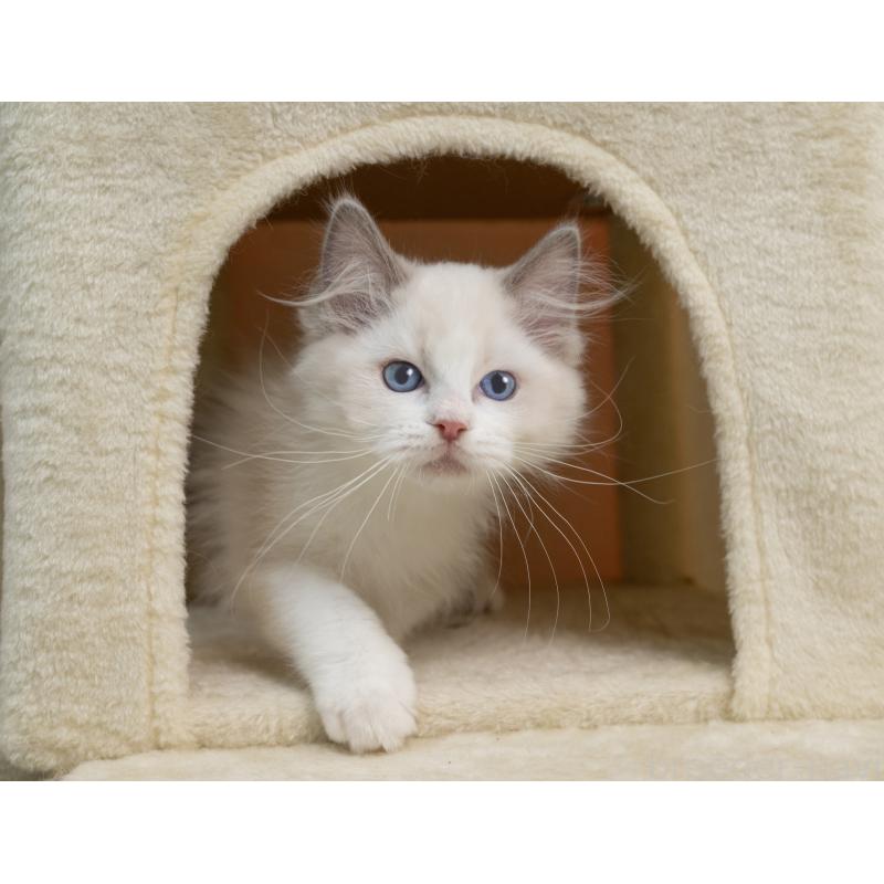 販売中の岐阜県のラグドール-139099の4枚目