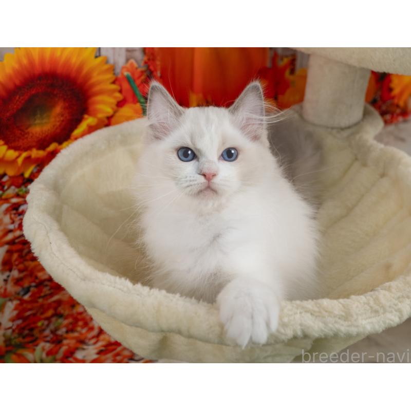 販売中の岐阜県のラグドール-139099の3枚目