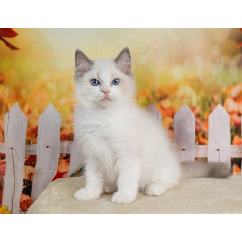 販売中の岐阜県のラグドール-139099の2枚目