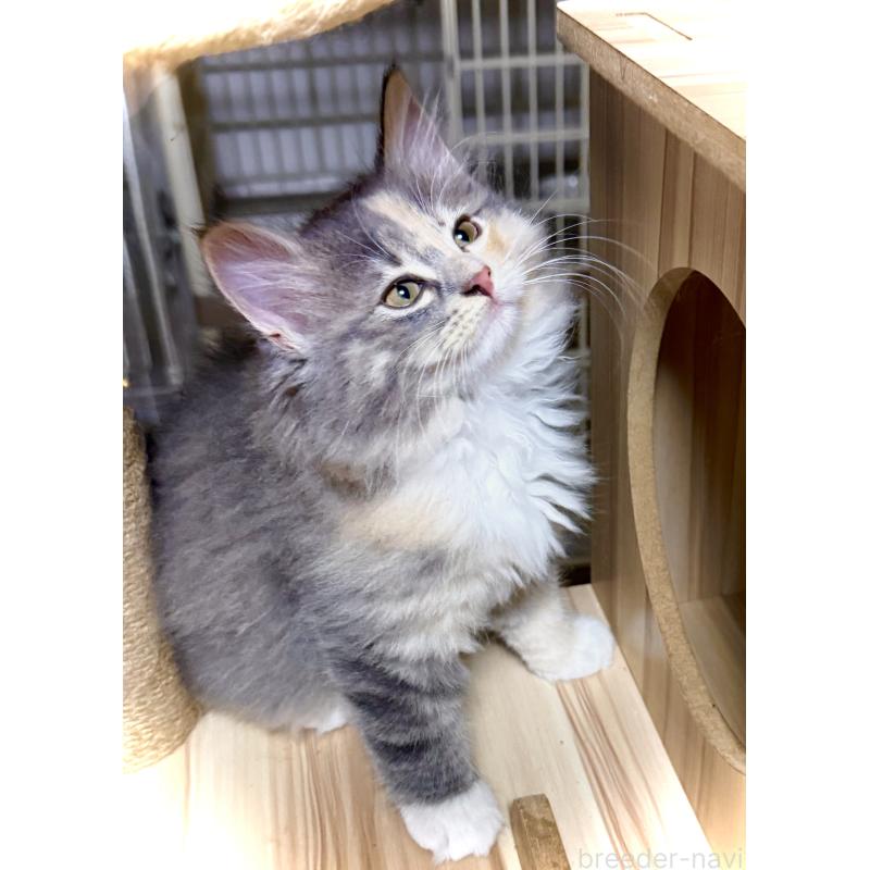 販売中の東京都のノルウェージャンフォレストキャット-137405の3枚目