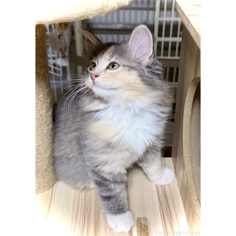販売中の東京都のノルウェージャンフォレストキャット-137405の2枚目