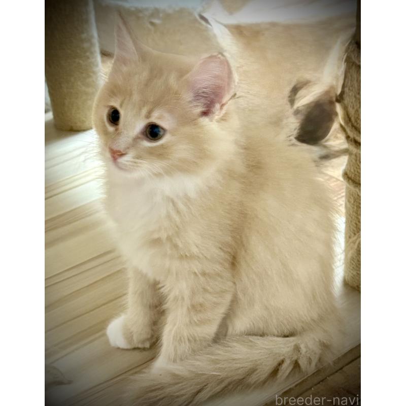 販売中の東京都のノルウェージャンフォレストキャット-137401の5枚目